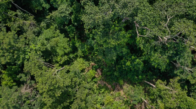 Projeto da ONG SOS Amazônia recupera áreas degradadas e implanta sistemas agroflorestais