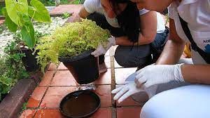 Cuidados necessários para prevenir a dengue