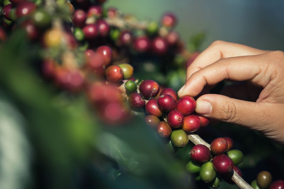 Por Dentro do Agro: planejamento para as lavouras de café durante a seca