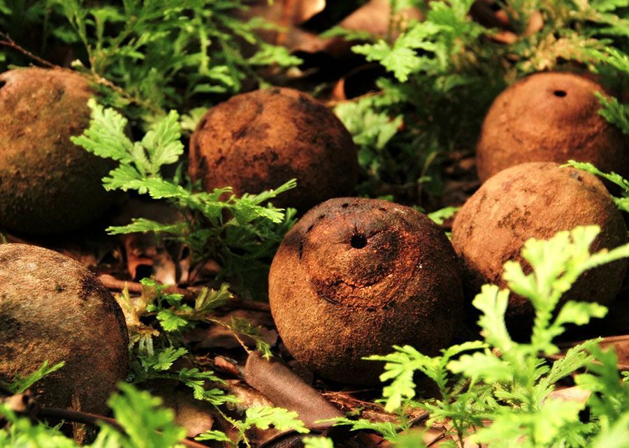 Por Dentro do Agro: da castanha à economia verde