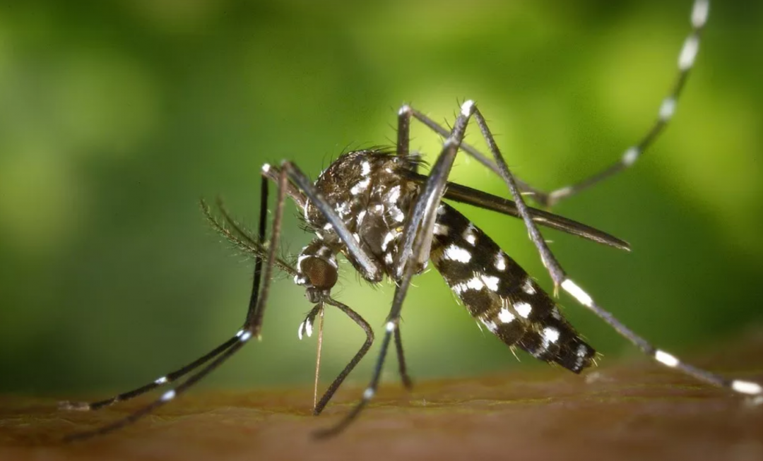 Dia Mundial Contra os Mosquitos