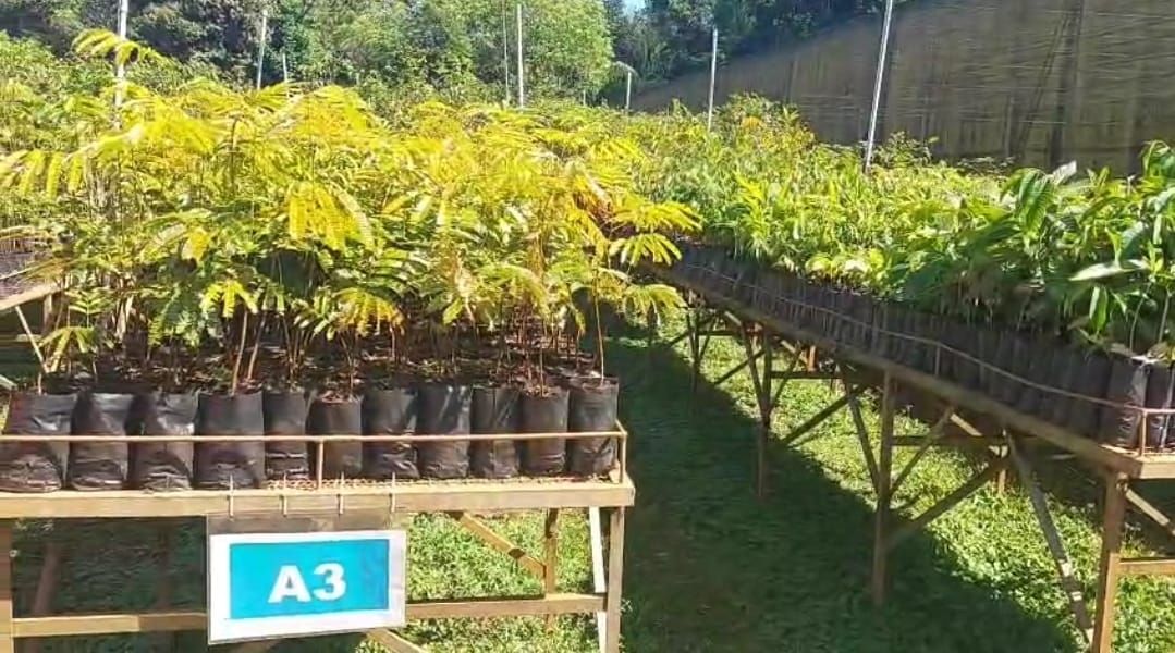 Carajás: Da mineração verde ao empreendedorismo feminino e iniciativas sustentáveis