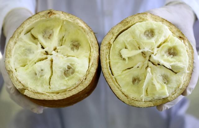 Por Dentro do Agro: Clones de Cupuaçu