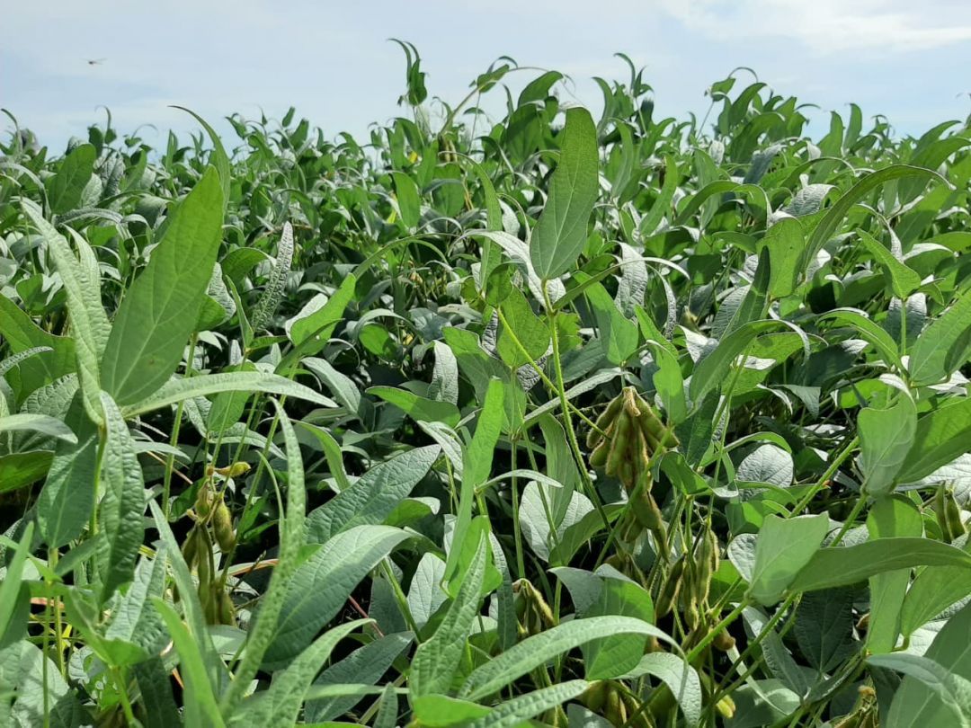 Por Dentro do Agro: aprenda sobre manejo de ervas daninhas e sustentabilidade agrícola.