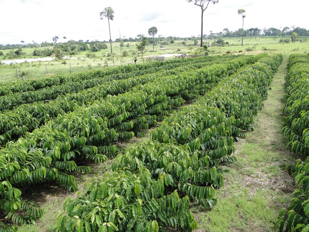 Por Dentro do Agro: Irrigação no cultivo de clones de cafés Robustas Amazônicos