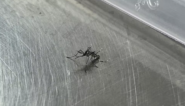 Casos de dengue mais que dobram no Acre