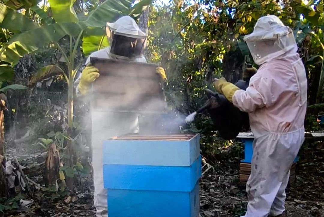 Cadeia Produtiva do Mel: Apiário familiar produz mais de 300 kg de mel por ano no Acre