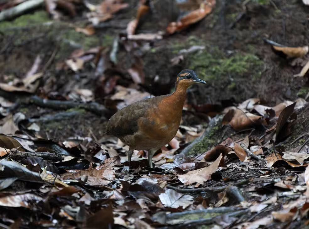 Sururina-da-Serra: Nova Espécie de Inhambu Descoberta no Acre