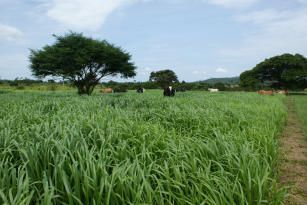 Por Dentro do Agro: Mix Amazônia a mistura de capim que revolucionou a pecuária no acre