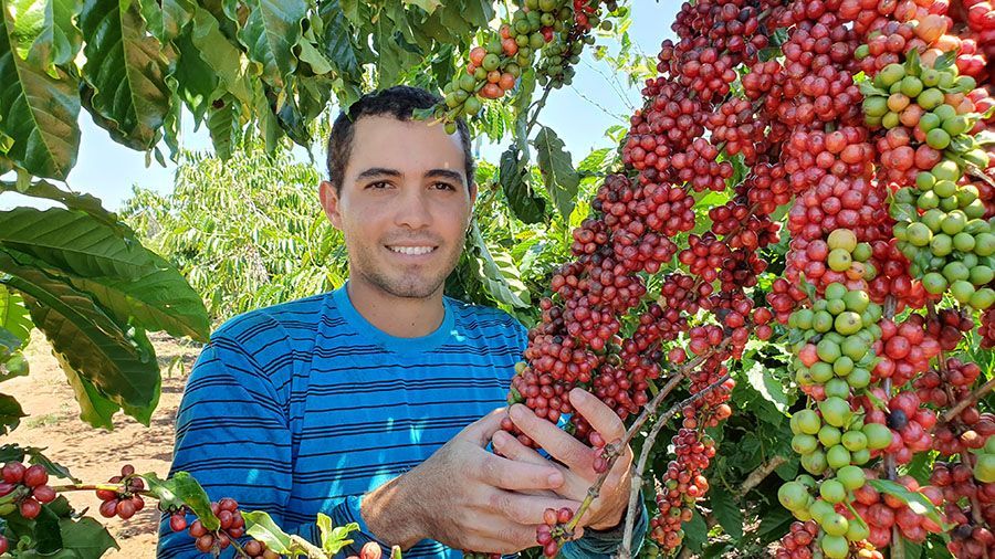 Por Dentro do Agro: o cultivo do café robusta amazônico tecnificado no Acre