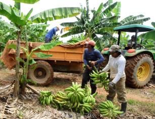 Por Dentro do Agro: a produção e o cultivo da Banana no Acre