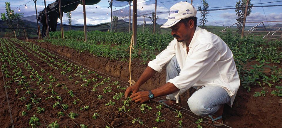 Por Dentro do Agro: Plataforma Interativa Mapeia Necessidades Tecnológicas da Sociobioeconomia na Amazônia Legal