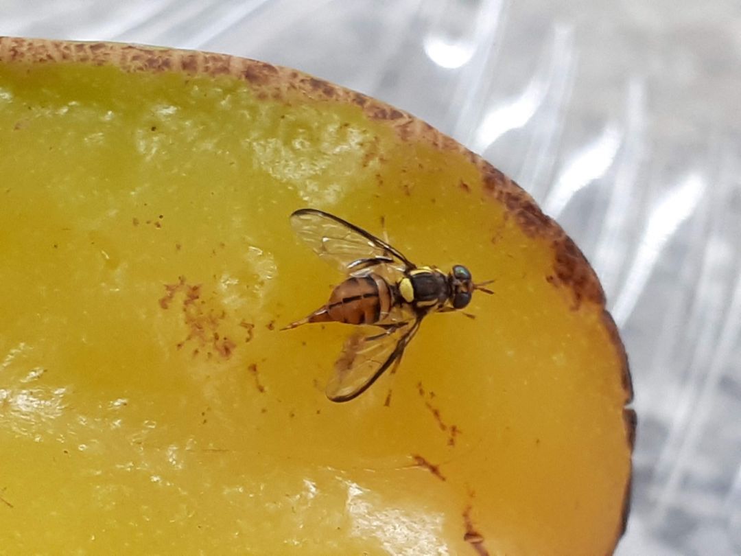 Por Dentro do Agro: o lançamento do livro “Entomologia Agrícola e Florestal na Amazônia