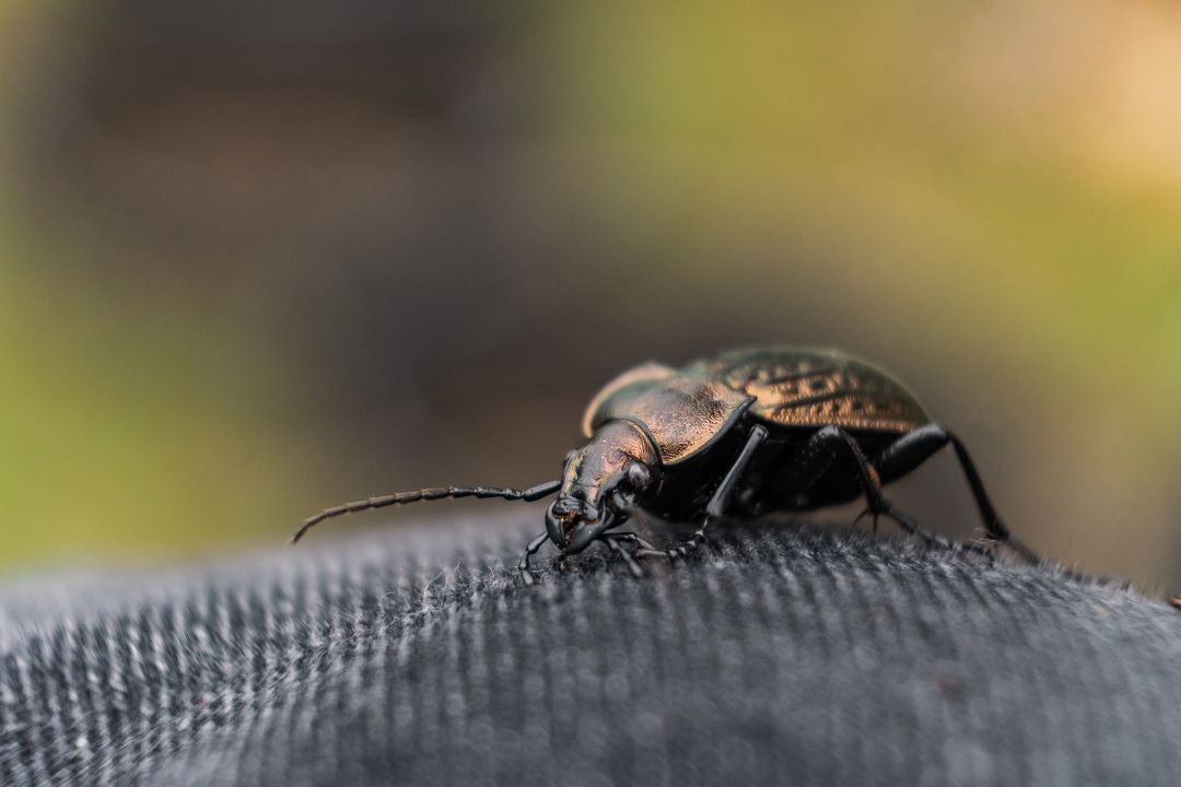 Dia Mundial da Doença de Chagas: milhões de pessoas ainda convivem com a enfermidade no Brasil