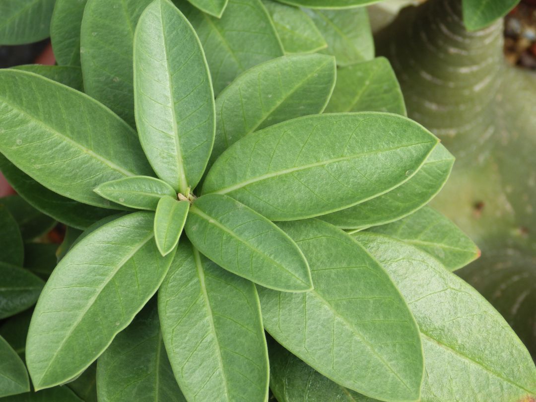 Por Dentro do Agro: UFAC apresenta estudo inovador sobre PANCs