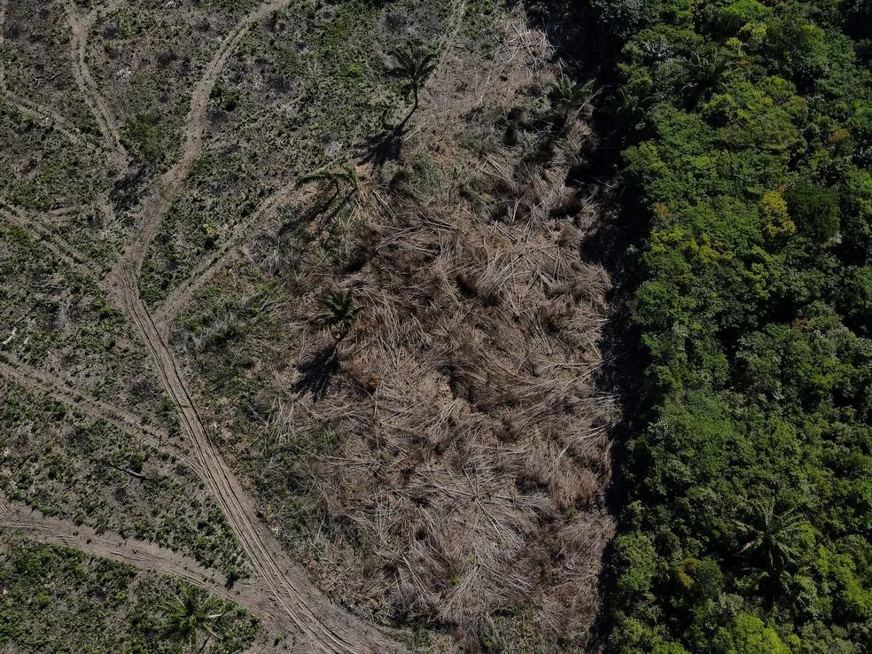 Amazônia fecha primeiro trimestre de 2026 com queda de 17% no desmatamento