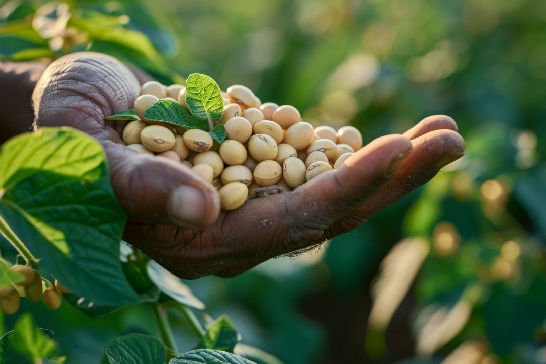 Por Dentro do Agro: A produção de soja no Acre