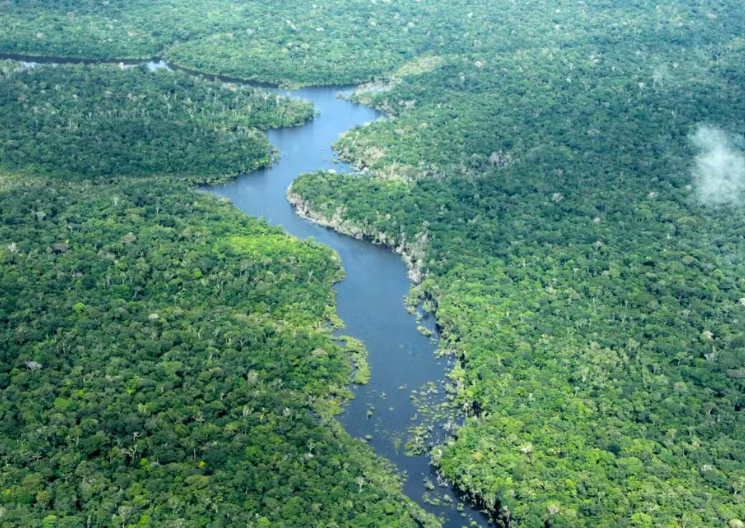 Amazonas registra queda de 57% desmatamento em 2026
