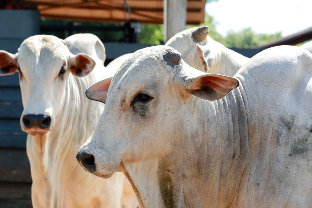 Produtores rurais e pecuaristas no Acre devem declarar rebanho até dia 30 de dezembro
