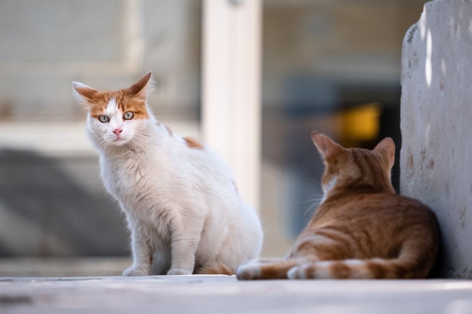 Manaus registra casos de Esporotricose animal: doença infecciosa que acomete gatos e pode ser transmitida para humanos