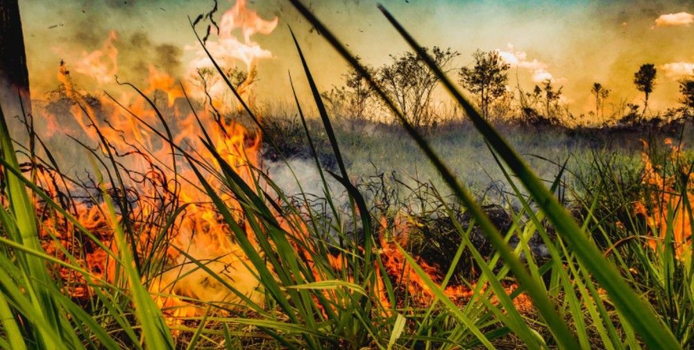 Retrospectiva 2020: relembre fatos sobre o meio ambiente que marcaram o AC