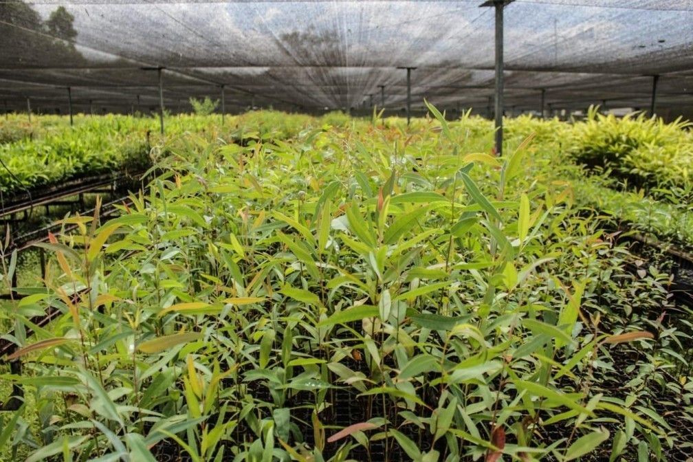 Cop 26 x sustentabilidade x agronegócios - como coexistir?