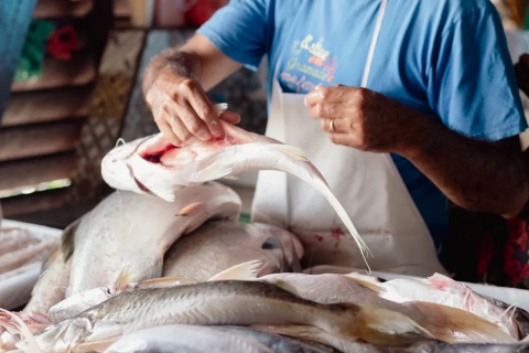 Pesquisa revela que peixes consumidos no Amapá estão contaminados por Mercúrio