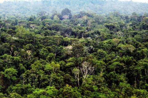 Pará lança na COP 28 plano para recuperar 5,6 milhões de hectares de vegetação nativa