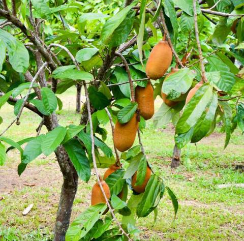Cupuaçu teria surgido a partir da domesticação do fruto por indígenas, aponta estudo