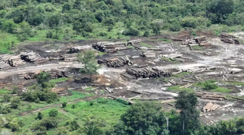 Amazonas lidera ranking de devastação da Amazônia Legal, em junho de 2024