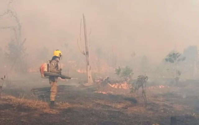 Bombeiros controlam chamas em áreas de mata - Foto: Divulgação CBM-AM.