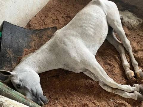 Cavalos mortos no AM ingeriram feno com toxina causadora de doença grave, diz Adaf
