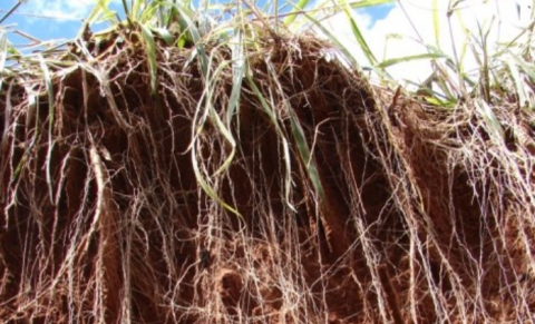 Por Dentro do Agro: Pesquisa da Embrapa aponta benefícios da agricultura conservacionista