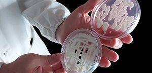 Por Dentro do Agro: mudanças climáticas aumentam risco de pragas e desafiam controle biológico no brasil