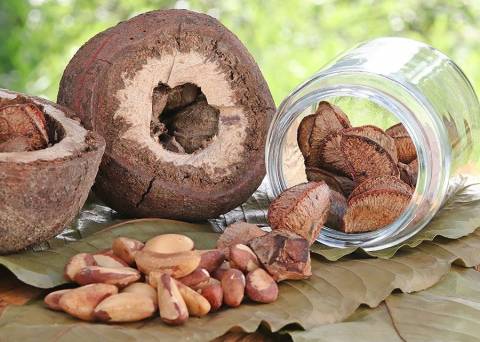 Por Dentro do Agro: projeto da Embrapa Acre cria indicadores de eficiência para a cadeia da castanha-da-amazônia